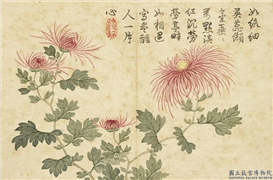 清关槐画洋菊　册　万点红,绘画,花草
