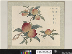 清黄钺画祥徵协庆　册　绥桃献寿,绘画,果蔬