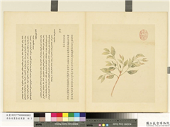清余省画嘉产荐馨　册　藿香,绘画,花草