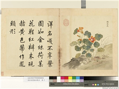 清余省画海西集卉　册　朝阳凤,绘画,花草