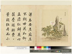 清余省画海西集卉　册　瑞珠盘,绘画,花草