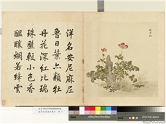 清余省画海西集卉　册　晓云酣,绘画,花草