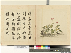 清余省画海西集卉　册　茜秋霞,绘画,花草