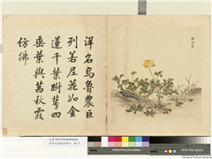 清余省画海西集卉　册　镂金英,绘画,花草