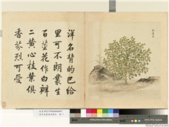 清余省画海西集卉　册　白香芸,绘画,花草