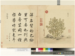 清余省画海西集卉　册　紫香芸,绘画,花草