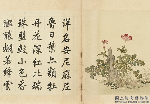 清余省画海西集卉　册　晓云酣